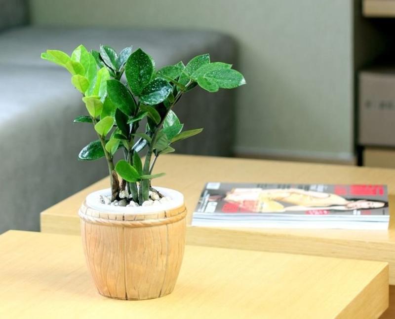 金钱树盆栽植物室内钱串子招财客厅办公室绿植花卉四季常青