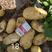 万亩土豆一手货源黄心土豆基地，中暑荷兰沃土等量大质优