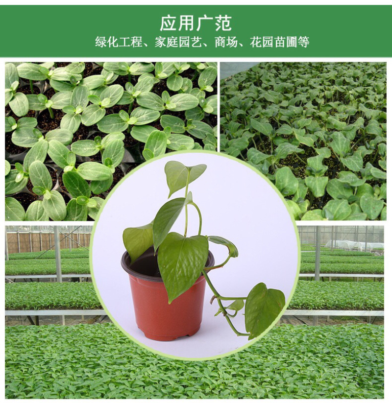 双色花盆育苗盆塑料盆防摔盆简约花盆一次性花盆包邮