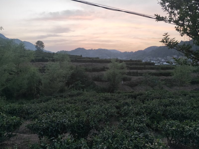 紫阳茶叶富硒茶