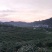 紫阳茶叶富硒茶