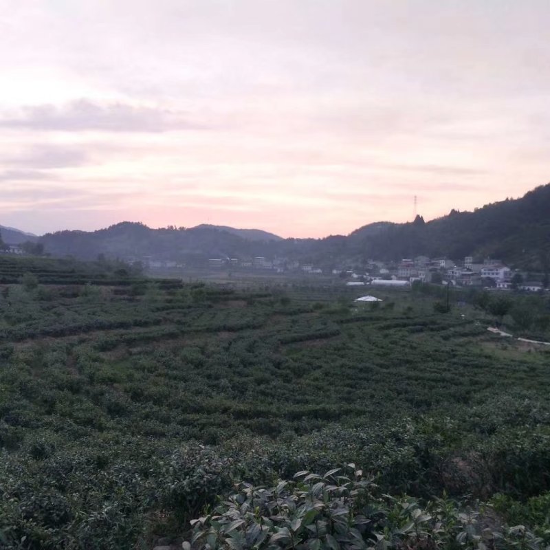 紫阳茶叶富硒茶