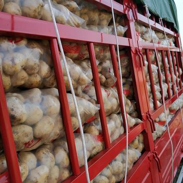 千亩精品土豆产地直供一手货源10吨起批