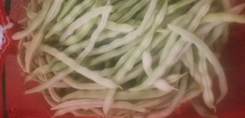 芸豆白不老大量上市中，代发全国，支持视频看货！！！