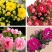 【带花苞发货】长寿花长寿花盆栽四季开花花卉盆栽