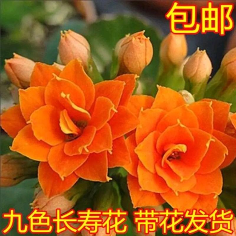 【带花苞发货】长寿花长寿花盆栽四季开花花卉盆栽