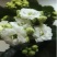 【带花苞发货】长寿花长寿花盆栽四季开花花卉盆栽