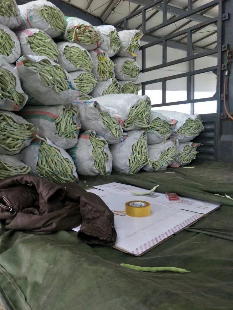 辽宁白豆角.白不老.质量好