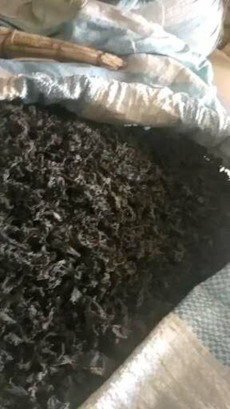 免洗地皮菜干净无杂质，是一种菌类菜经过洗几次蒸包子