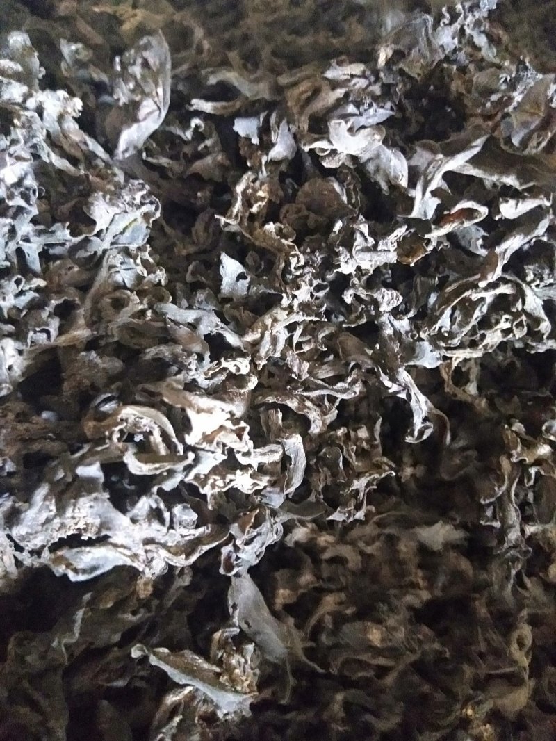 免洗地皮菜干净无杂质，是一种菌类菜经过洗几次蒸包子