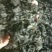 免洗地皮菜干净无杂质，是一种菌类菜经过洗几次蒸包子