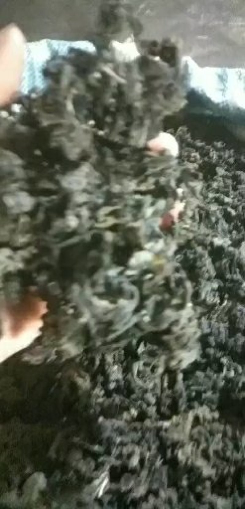 免洗地皮菜干净无杂质，是一种菌类菜经过洗几次蒸包子