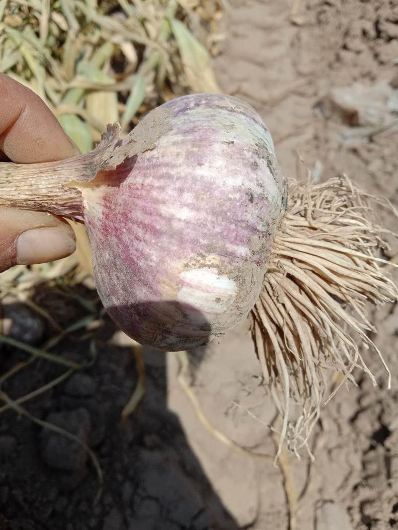 紫皮蒜，产地直供，馆陶县众康果品市场大量供应各种货