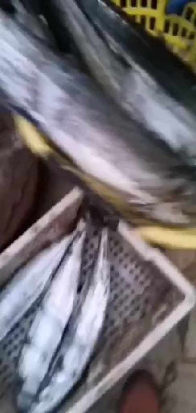 大鲅鱼上市了，每天有货