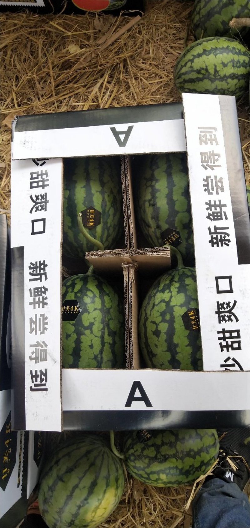 西瓜，全美4k