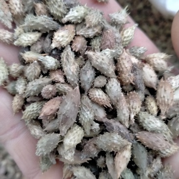苍耳子！规格齐全！色泽好！含量高！一手货源量大包邮！