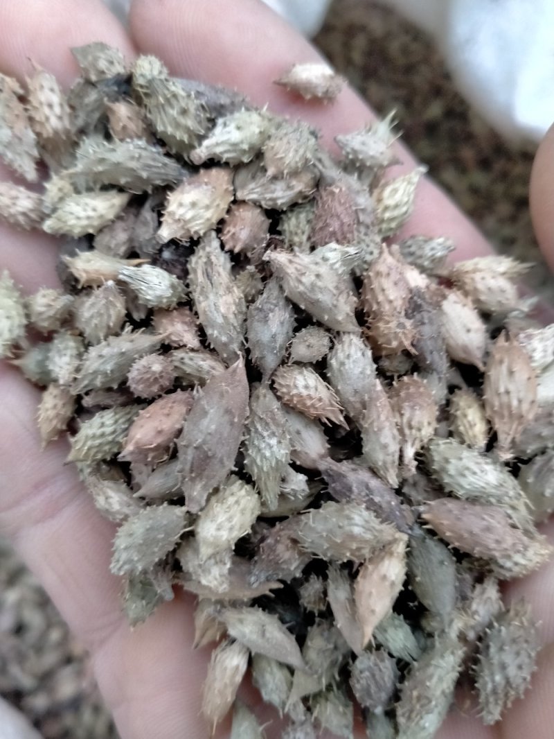 苍耳子！规格齐全！色泽好！含量高！一手货源量大包邮！