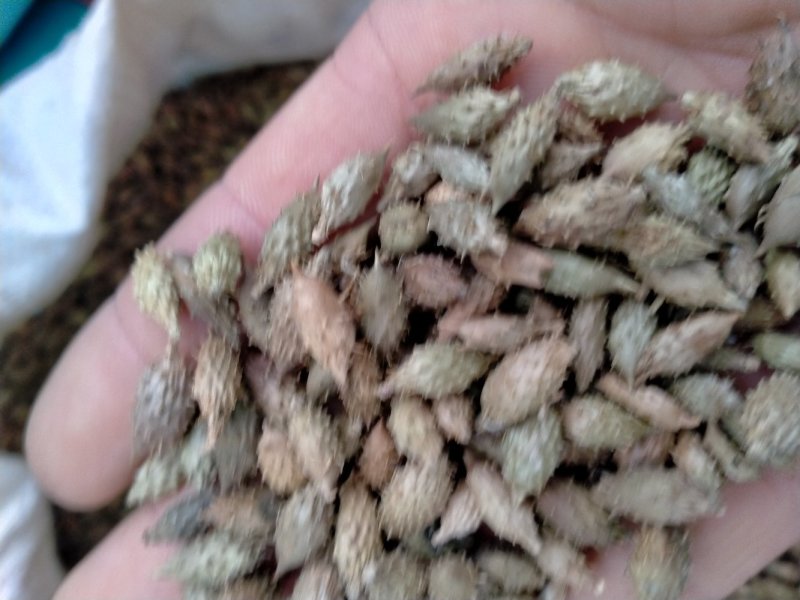苍耳子！规格齐全！色泽好！含量高！一手货源量大包邮！