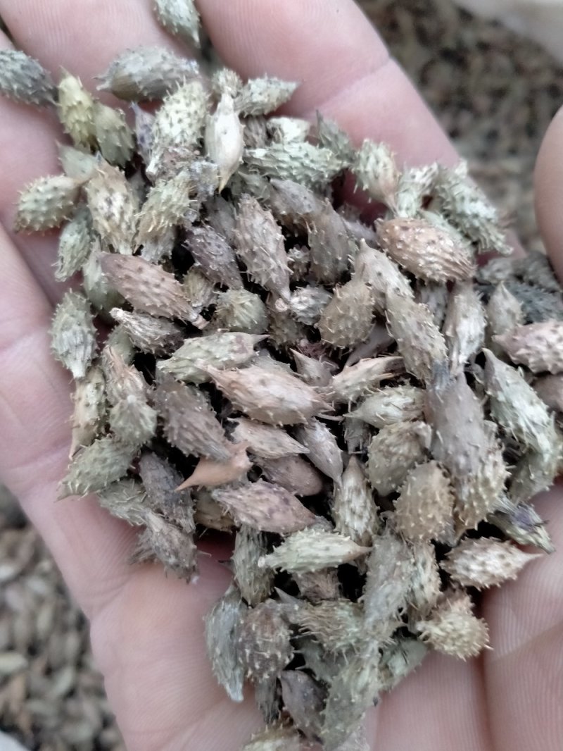 苍耳子！规格齐全！色泽好！含量高！一手货源量大包邮！