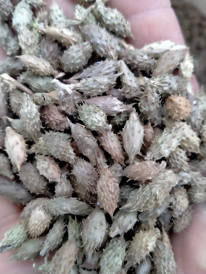 苍耳子！规格齐全！色泽好！含量高！一手货源量大包邮！