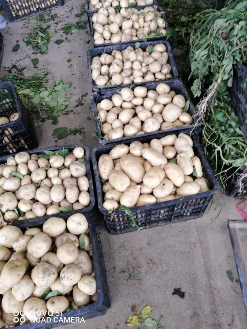 土豆大量上市，基地货