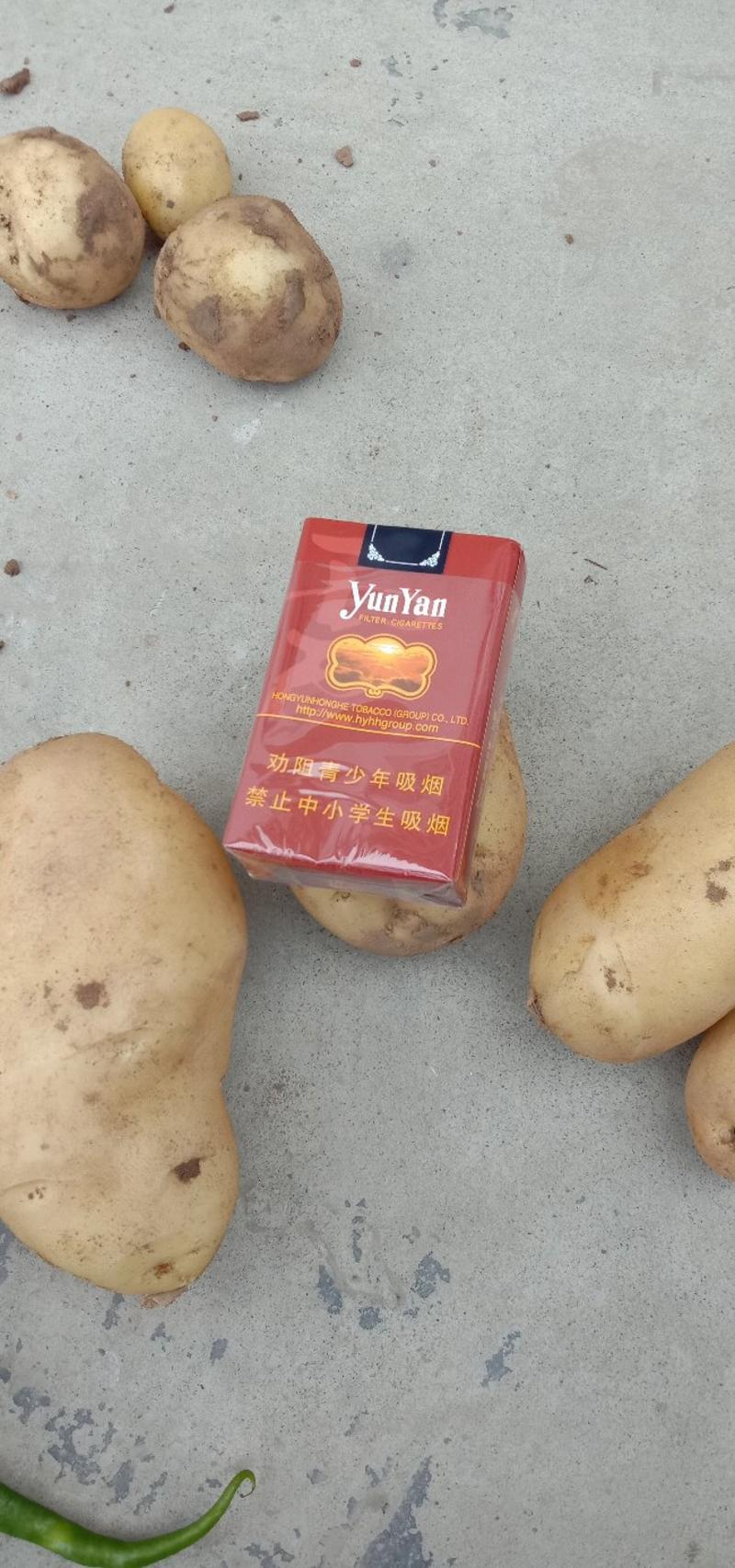 土豆大量上市，基地货