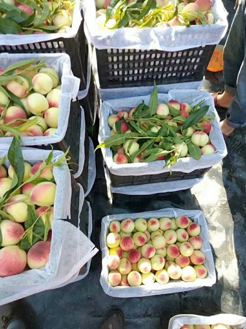 山西省运城市夏县陆地红白粉毛桃，口感脆甜