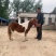 进口设特兰矮马