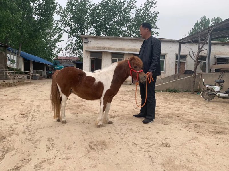 进口设特兰矮马