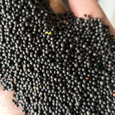 优质湖北油菜籽高介酸