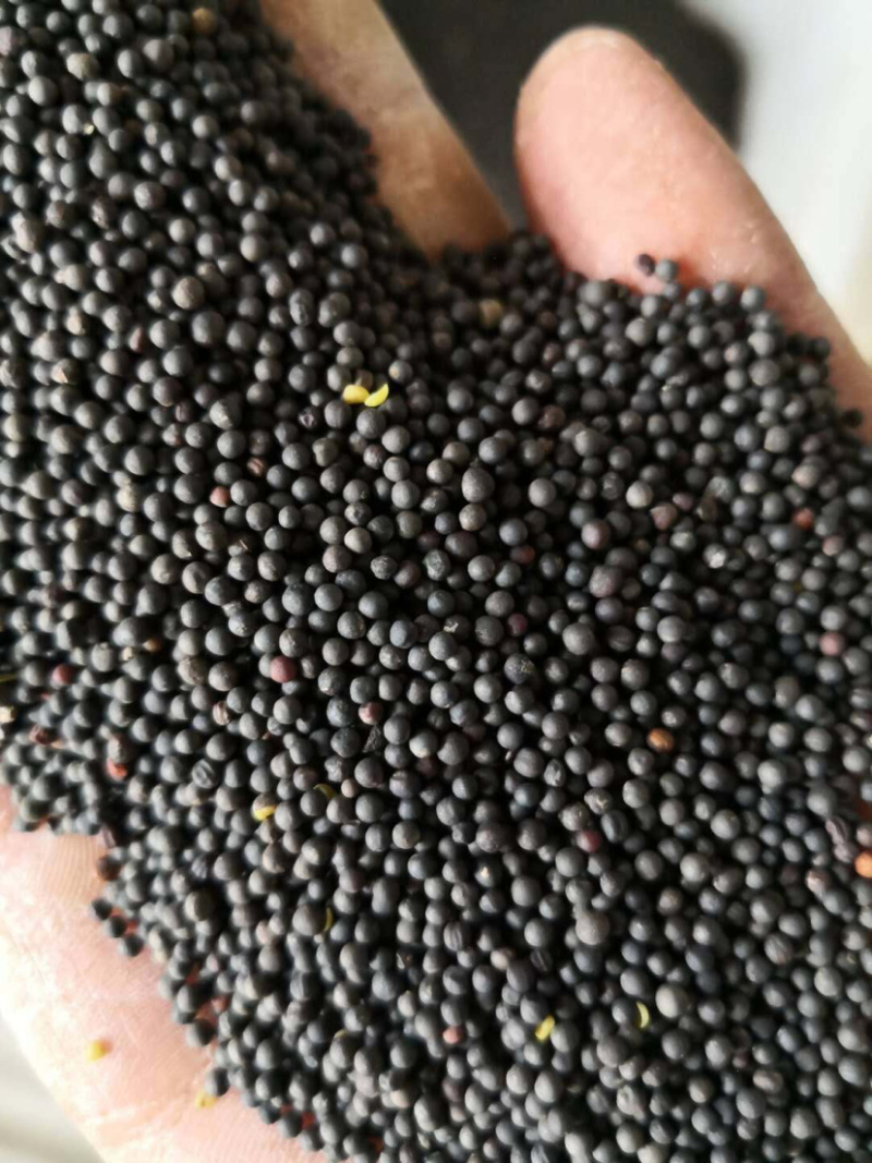 优质湖北油菜籽高介酸