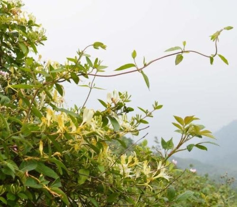 【野生晒干】金银花五彩花双色花高山野生金银花0添加无色素