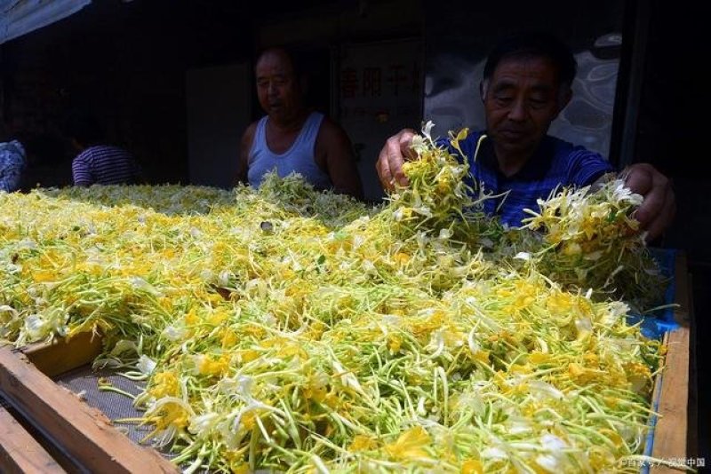 【野生晒干】金银花五彩花双色花高山野生金银花0添加无色素