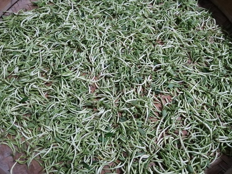【野生晒干】金银花五彩花双色花高山野生金银花0添加无色素