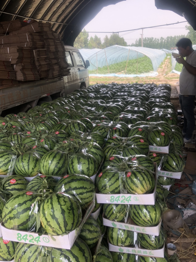 麒麟西瓜保质保量7斤打底8成熟头茬