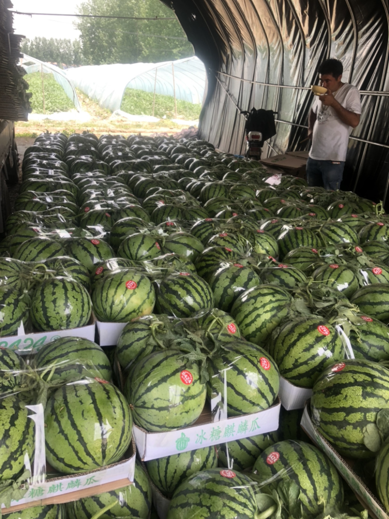 麒麟西瓜保质保量7斤打底8成熟头茬