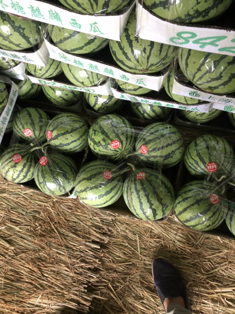 麒麟西瓜保质保量7斤打底8成熟头茬