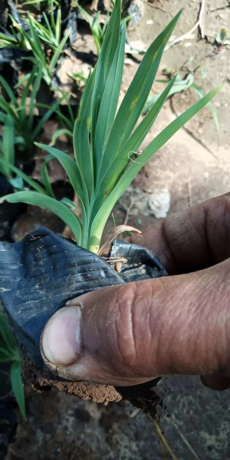 萱草！大花萱草！金娃娃萱草！红运萱草！红运萱草