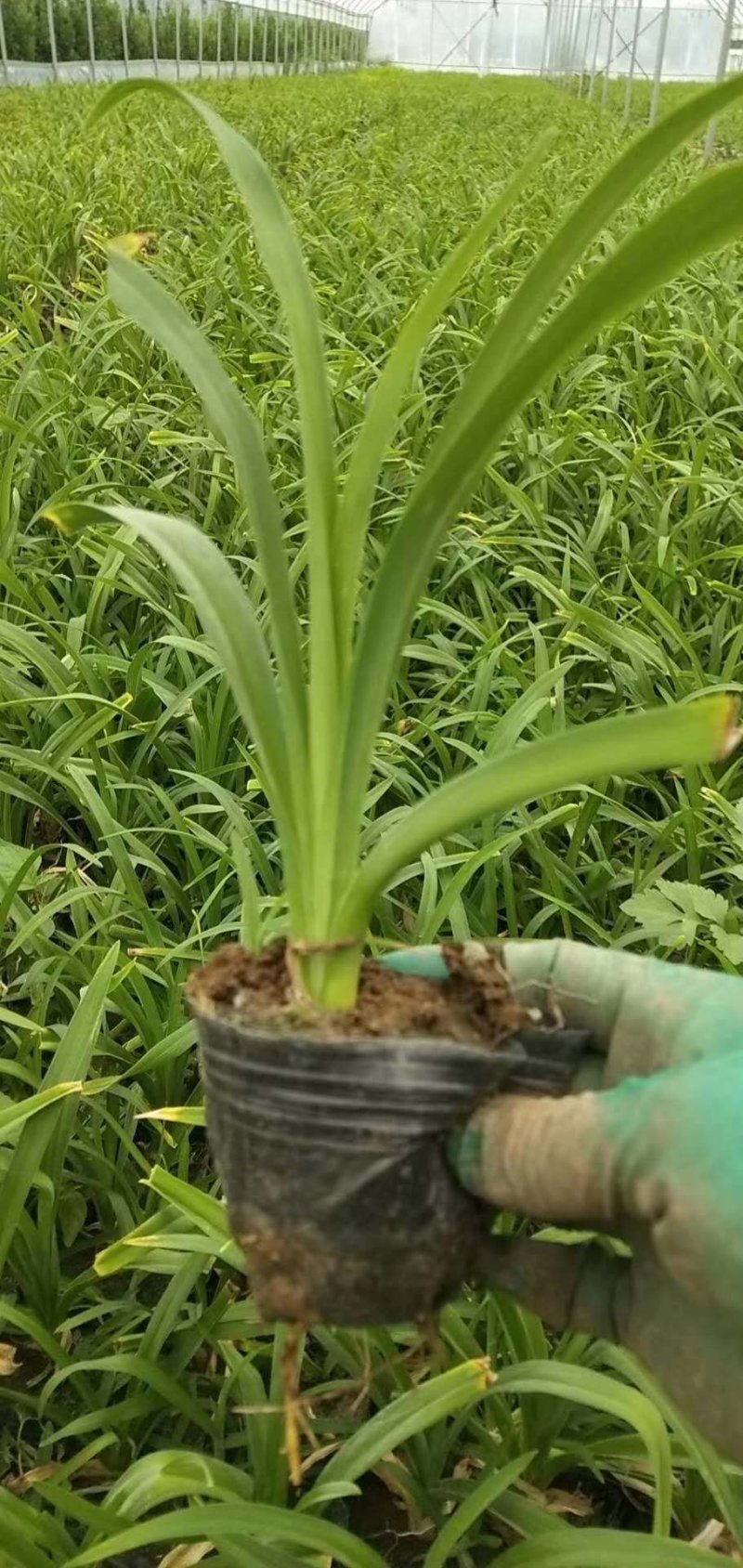 萱草！大花萱草！金娃娃萱草！红运萱草！红运萱草