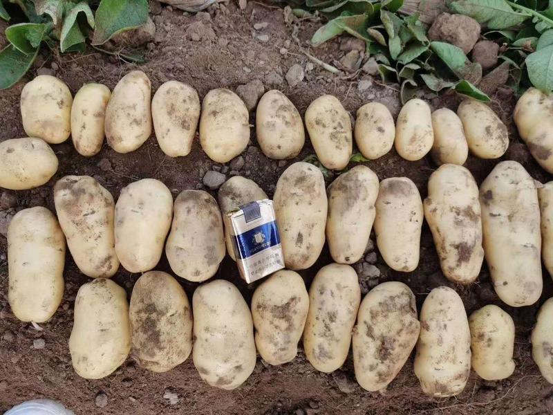 【精品】荷兰十五中薯希森大量供应代发全国