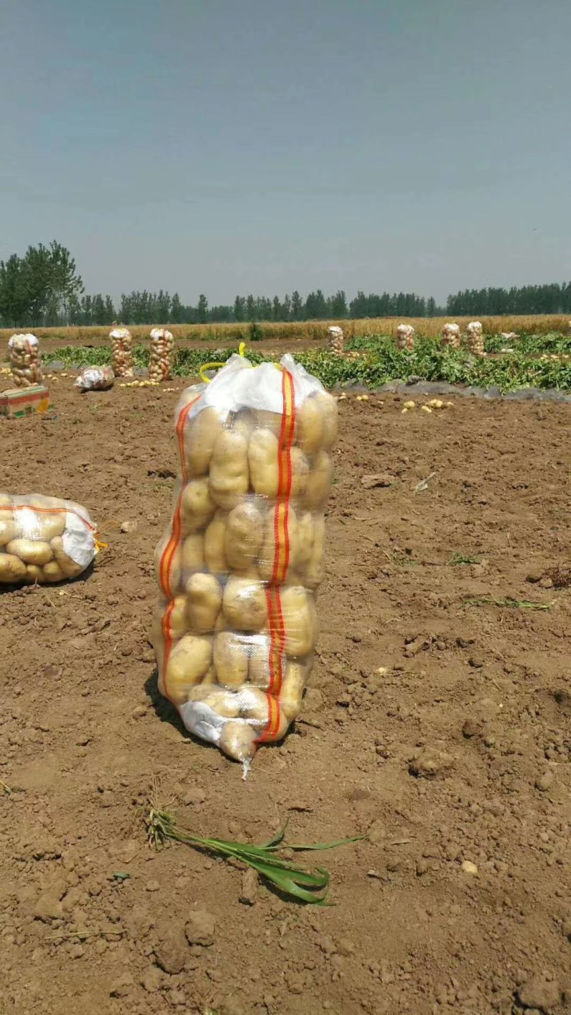 【黄心土豆】沃土，中薯希森大量供应，商超电商代发全国
