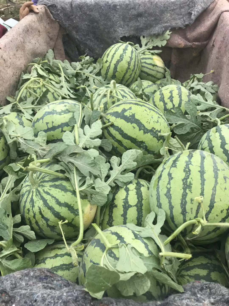 【荣誉老店】岳阳久甜二号麒麟瓜，量大从优，保质保量，