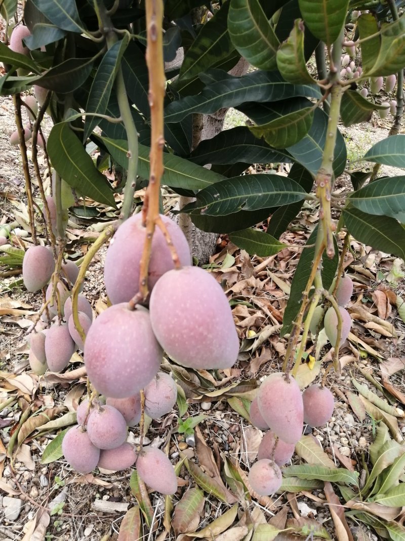 贵妃芒果大量上市，货源充足，质量保证，供应全国电商