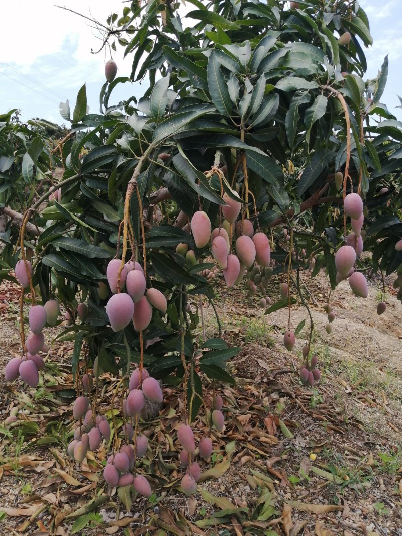 贵妃芒果大量上市，货源充足，质量保证，供应全国电商