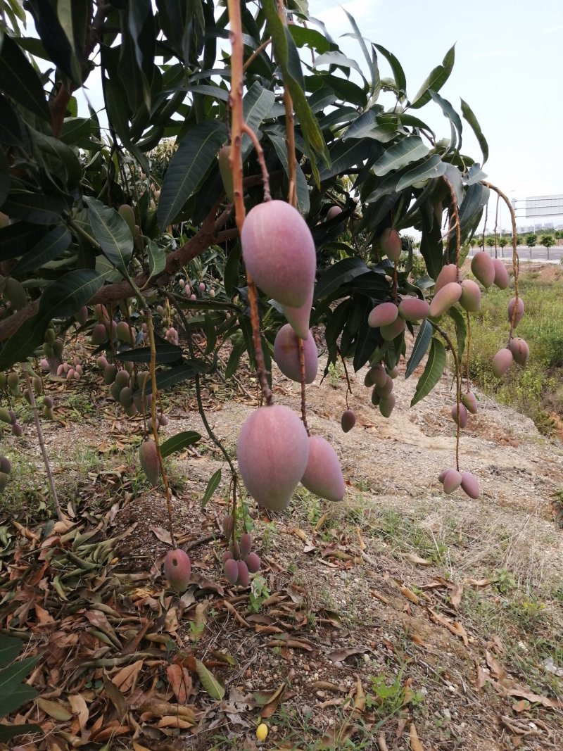 贵妃芒果大量上市，货源充足，质量保证，供应全国电商