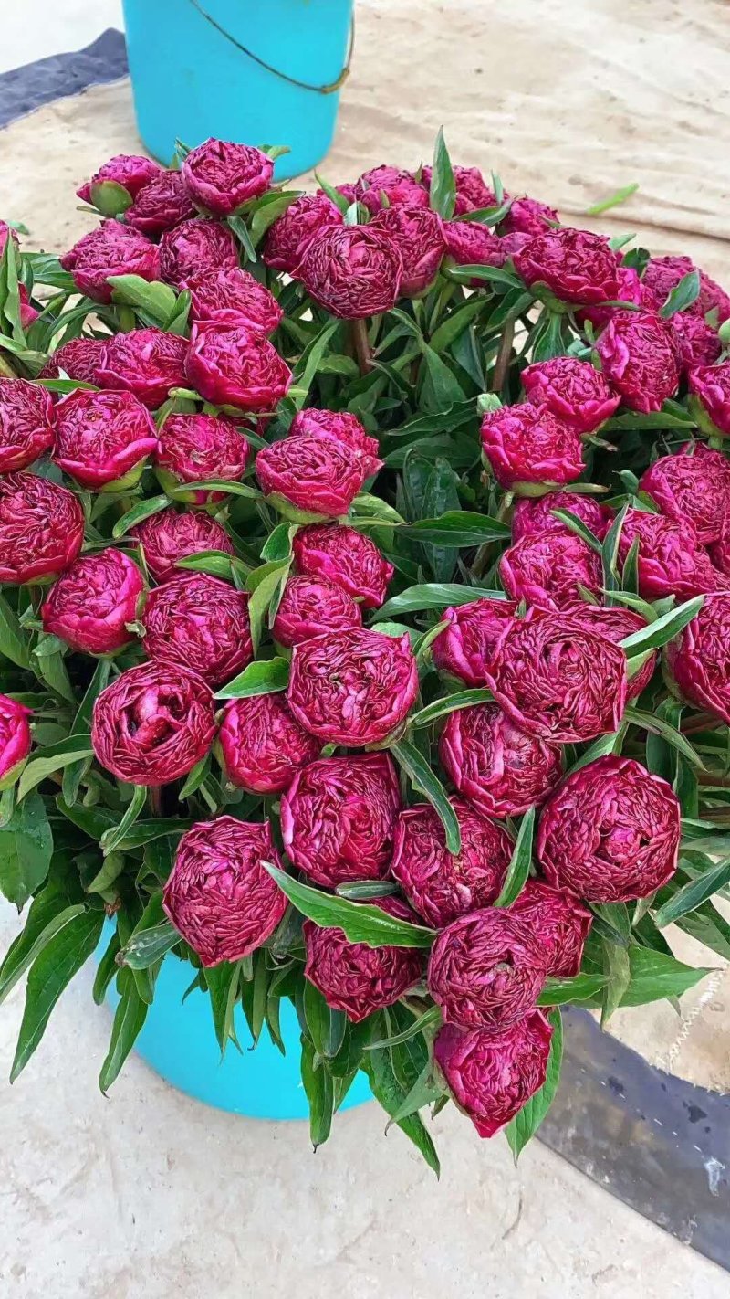 甘肃芍药切花、甘肃芍药