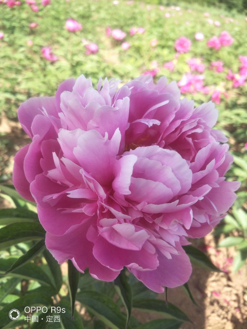 甘肃芍药切花、甘肃芍药