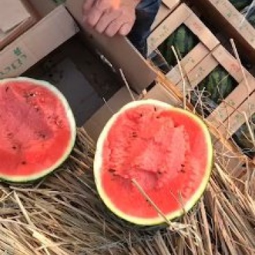 山东潍坊甜王西瓜代办产地直发一手货源批发品质保证价格美