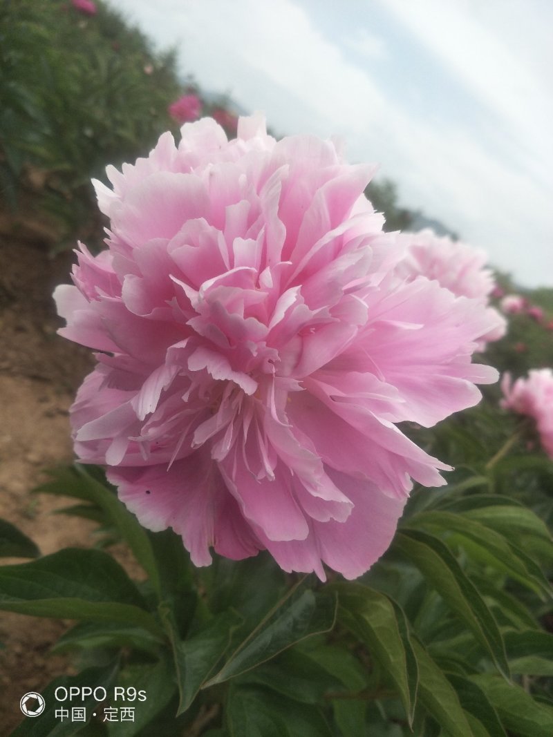 甘肃芍药鲜切花、甘肃临洮芍药