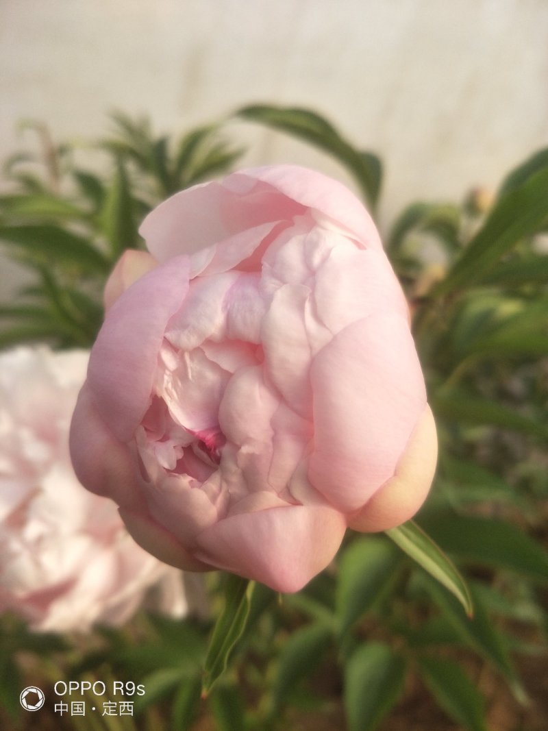 甘肃芍药鲜切花、甘肃临洮芍药